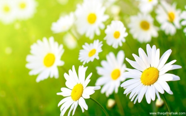 أجمل 10 زهور ملونة في العالم