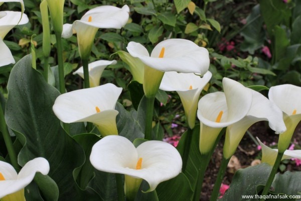 أجمل 10 زهور ملونة في العالم