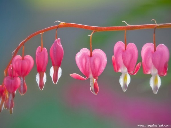 أجمل 10 زهور ملونة في العالم