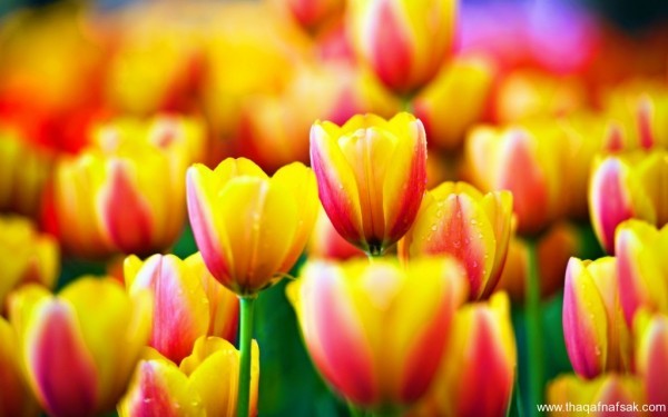 أجمل 10 زهور ملونة في العالم