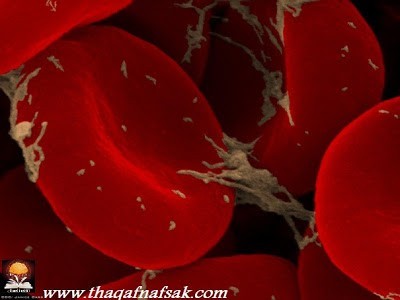حقائق مذهلة عن جسم الإنسان حقائق مذهلة عن جسم الإنسان