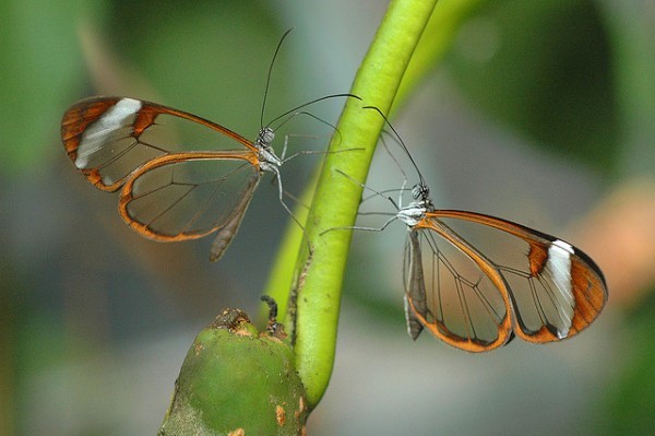 قمة الجمال في الفراشة ذات الأجنحة الزجاجية
