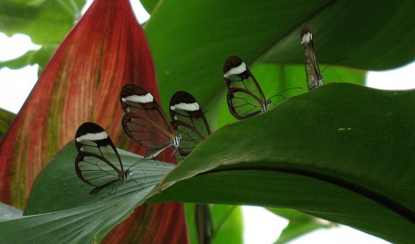 قمة الجمال في الفراشة ذات الأجنحة الزجاجية