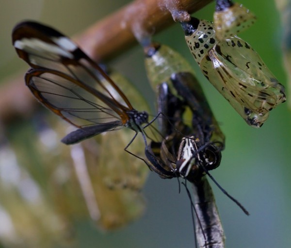 قمة الجمال في الفراشة ذات الأجنحة الزجاجية