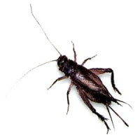 مرصد جوى مُنذ قديم الزمان !! هل الجو حار اسأل الجُدجُد مرصد جوى مُنذ قديم الزمان !! هل الجو حار اسأل الجُدجُد