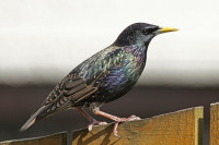 بالصور و الفيديوهات : ظاهرة الهمهمة لطيور الزرزور من أغرب الظواهر الطبيعية عند الطيور بالصور و الفيديوهات : ظاهرة الهمهمة لطيور الزرزور من أغرب الظواهر الطبيعية عند الطيور