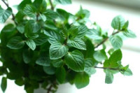 الفوائد الطبية و الطبيعية للنعناع ، تمتع بفوائد عديدة من كوب نعناع واحد الفوائد الطبية و الطبيعية للنعناع ، تمتع بفوائد عديدة من كوب نعناع واحد