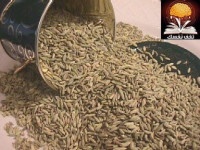 الكمون فوائد لاحصر لها الكمون فوائد لاحصر لها
