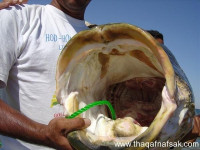 10 أسماك غازية على الأرض