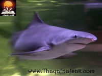 قروش المياه العذبة قروش المياه العذبة