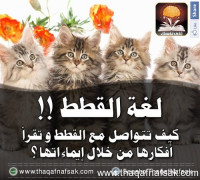 لغة القطط كيف تقرأ أفكار القطط من خلال إيماءاتها