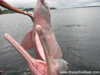 الدولفين الوردي الدولفين الوردي