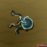 لسعة قنديل البحر كيف تتجنبها والإسعافات الأولية لها