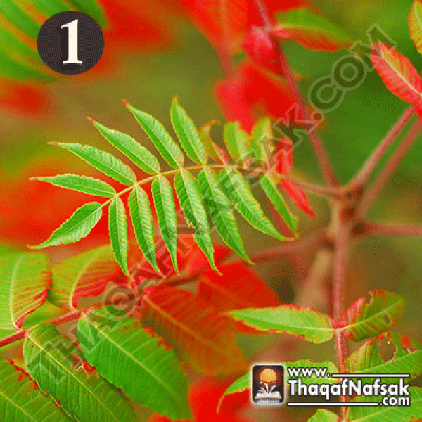 أوراق الأشجار تحلل شخصيتك ؟