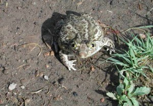 أغرب القلوب التي يمكن أن تراها في حياتك