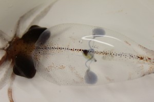 أغرب القلوب التي يمكن أن تراها في حياتك