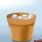 كيف تستخدم قشر البيض في تسميد التربة