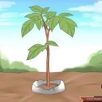 كيف تستخدم قشر البيض في تسميد التربة