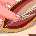 تعلم طريقة تنظيف السمك بالصور