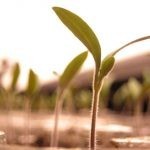 وضع 4 شرائح من الطماطم في دلو من التراب وبعد 12 يوم لن تصدق النتائج