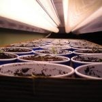 وضع 4 شرائح من الطماطم في دلو من التراب وبعد 12 يوم لن تصدق النتائج