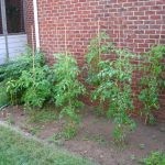 وضع 4 شرائح من الطماطم في دلو من التراب وبعد 12 يوم لن تصدق النتائج