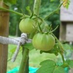 وضع 4 شرائح من الطماطم في دلو من التراب وبعد 12 يوم لن تصدق النتائج