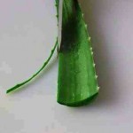 حضري ماسك الصبار من أوراق الصبار لشعرك و بشرتك