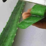 حضري ماسك الصبار من أوراق الصبار لشعرك و بشرتك