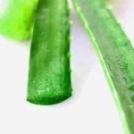 حضري ماسك الصبار من أوراق الصبار لشعرك و بشرتك