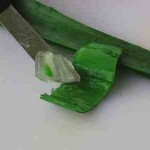 حضري ماسك الصبار من أوراق الصبار لشعرك و بشرتك