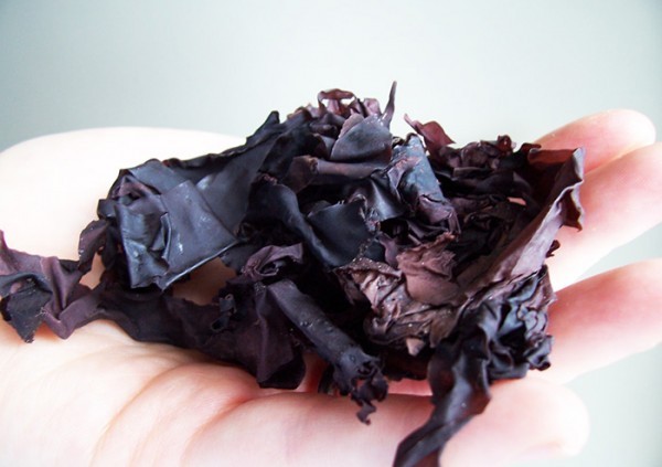 فوائد عُشبة الدلسي Dulse لصحتك