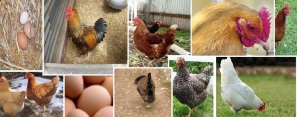 كل ما تحتاج إلي معرفته عن تربية الدجاج في المنزل