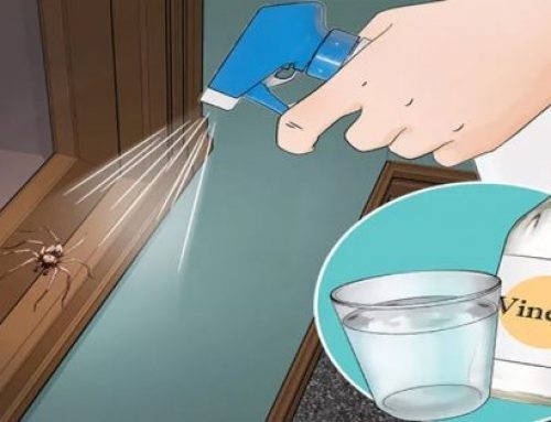 تخلص من الصراصير والذباب في ساعتين