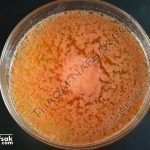 طريقة عمل كيكة ورق العنب بالصور والفيديو