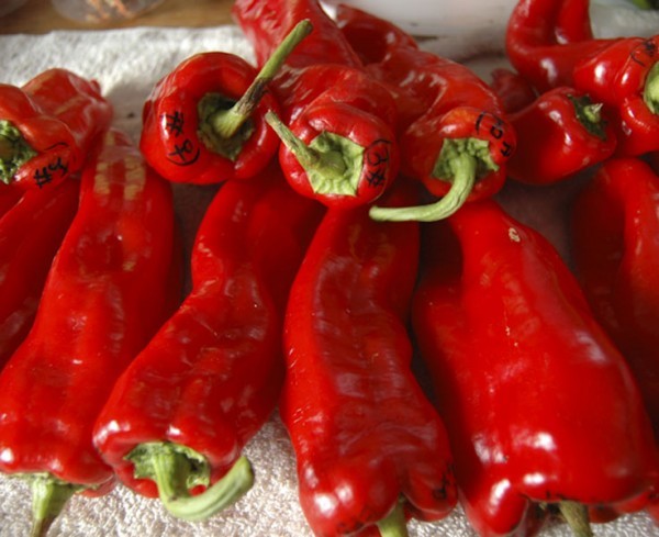 فوائد الفلفل الأحمر ١٢ فائدة لجسمك