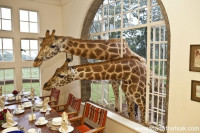 هل تحب الزراف، أقض معها ليلة فى قصر الزراف بنيروبى ! هل تحب الزراف، أقض معها ليلة فى قصر الزراف بنيروبى !