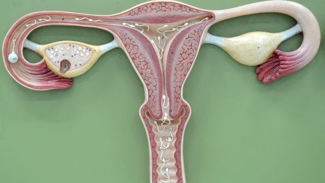 علاجات طبيعية لتكيس المبايض كيف تعالجي متلازمة تكيس المبايض بنفسك علاجات طبيعية لتكيس المبايض كيف تعالجي متلازمة تكيس المبايض بنفسك