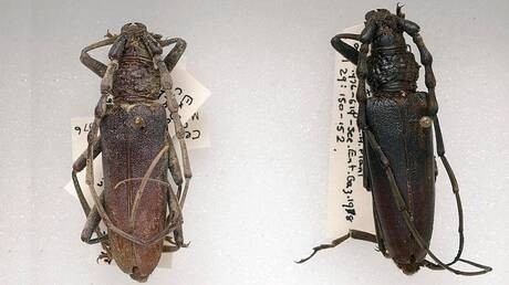 حل لغز عمره 4 آلاف عام  يتعلق بمخلوقات منقرضة "استثنائية"