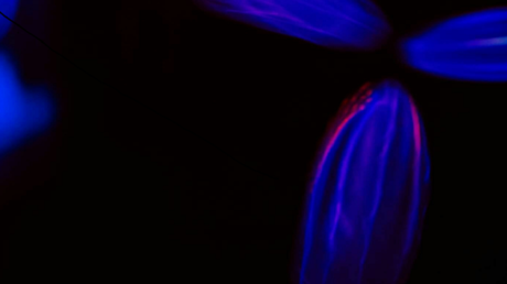 العلماء يقتربون من تحديد أول حيوان في العالم حقا!