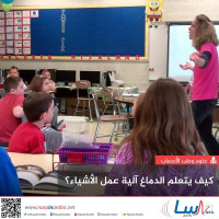 كيف يتعلم الدماغ آلية عمل الأشياء؟