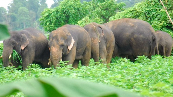 وفقاً لدراسة جديدة…ثُلث الأنواع النباتيّة والحيوانيّة قد تنقرض خلال 50 عامًا