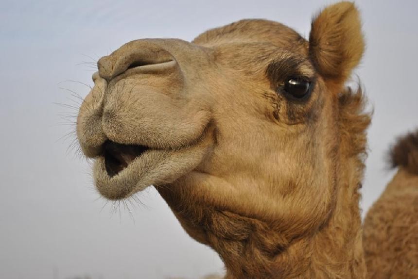 من عجائب اللغة العربية: هل تعلم كم عدد الكلمات التي تشير إلى “الإبل”؟ من عجائب اللغة العربية: هل تعلم كم عدد الكلمات التي تشير إلى “الإبل”؟