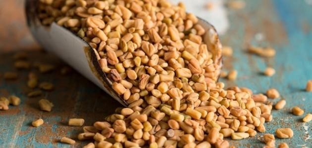 فوائد وأضرار حبوب الحلبة للتسمين فوائد وأضرار حبوب الحلبة للتسمين