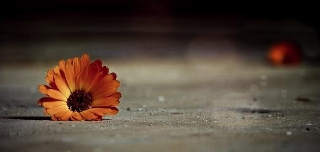 أجمل حكمة أجمل حكمة