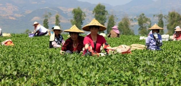 طرق الزراعة القديمة