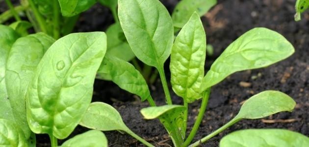 كيف نحافظ على التربة كيف نحافظ على التربة