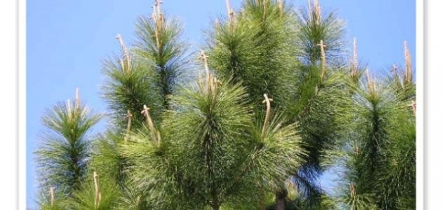 أهمية النباتات مغطاة البذور أهمية النباتات مغطاة البذور