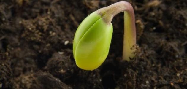 تعريف خصوبة التربة تعريف خصوبة التربة