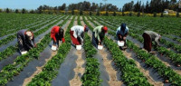 طرق الزراعة قديماً طرق الزراعة قديماً